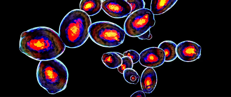 流式細胞術(shù)